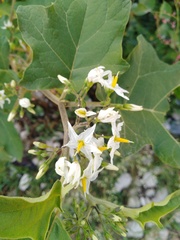 Solanum torvum