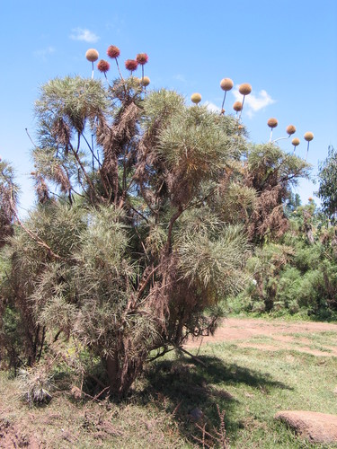 Echinops ellenbeckii image