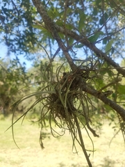 Tillandsia recurvata image