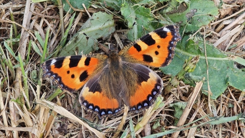 Small Tortoiseshell