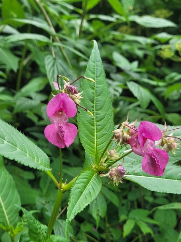 Himalayan balsam