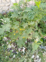 Solanum torvum