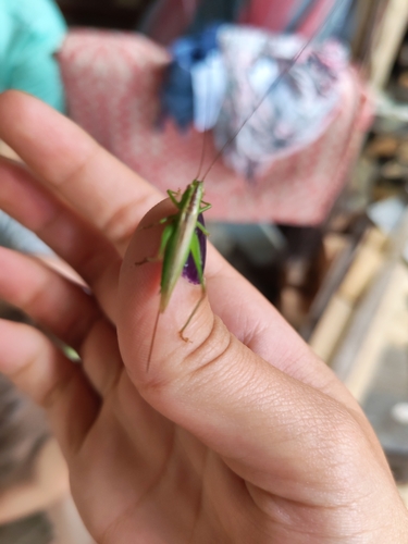 Long-winged Conehead