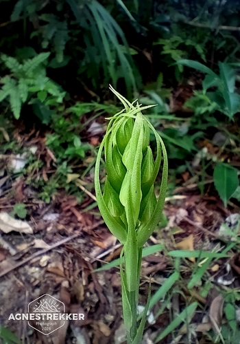 Habenaria dentata, photograph 3