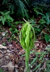 Habenaria dentata, photograph author not stated, no rights reserved