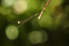 Mecistogaster linearis