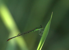 Agriocnemis minima