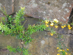 Berberis × stenophylla