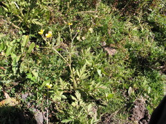 Ranunculus multifidus