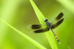 Erythrodiplax attenuata