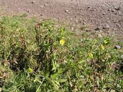 Ranunculus multifidus
