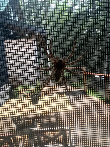 Dark Fishing Spider