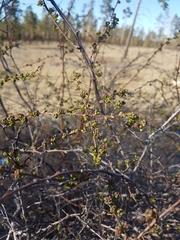Spiraea aquilegifolia