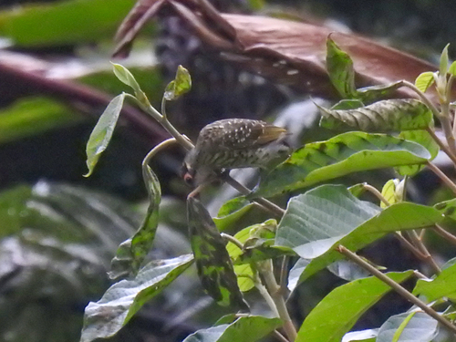 Xanthotis polygrammus observed 2026-08-05