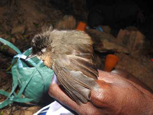 Crateroscelis murina observed 2026-08-06