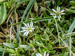 Stellaria depressa