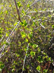 Ribes diacanthum