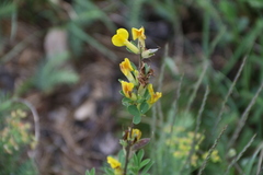 Chamaecytisus ratisbonensis