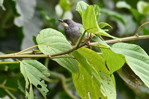 White-chinned Prinia