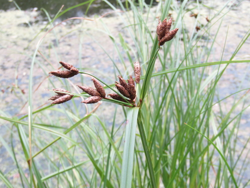 Bolboschoenus laticarpus (Bolboschoenus laticarpus)