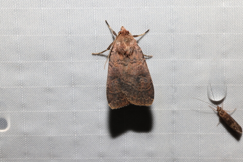 Phyllophora observed 2026-07-31