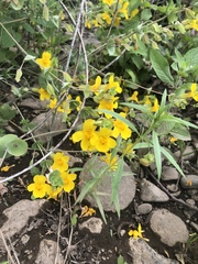 Erythranthe glaucescens