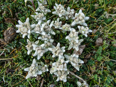 Leontopodium