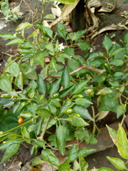 Capsicum annuum glabriusculum