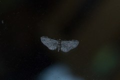 Eupithecia tenuiata