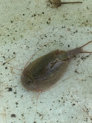 Triops cancriformis