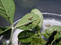 Amphicallia bellatrix