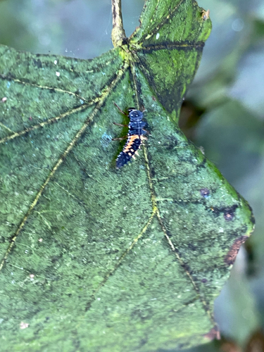 Asian Lady Beetle