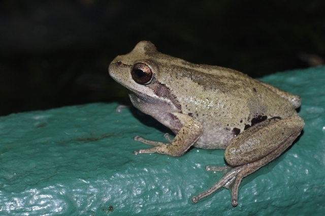 Verreaux's Tree Frog (Tamborine Mountain Eco-Zone - Animal Vertebrates ...