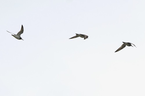 Great Knot