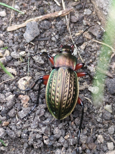 Carabus cancellatus