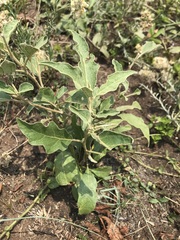 Solanum elaeagnifolium