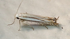 Polyhymno luteostrigella