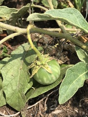 Solanum elaeagnifolium