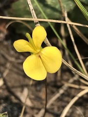 Rhynchosia totta totta