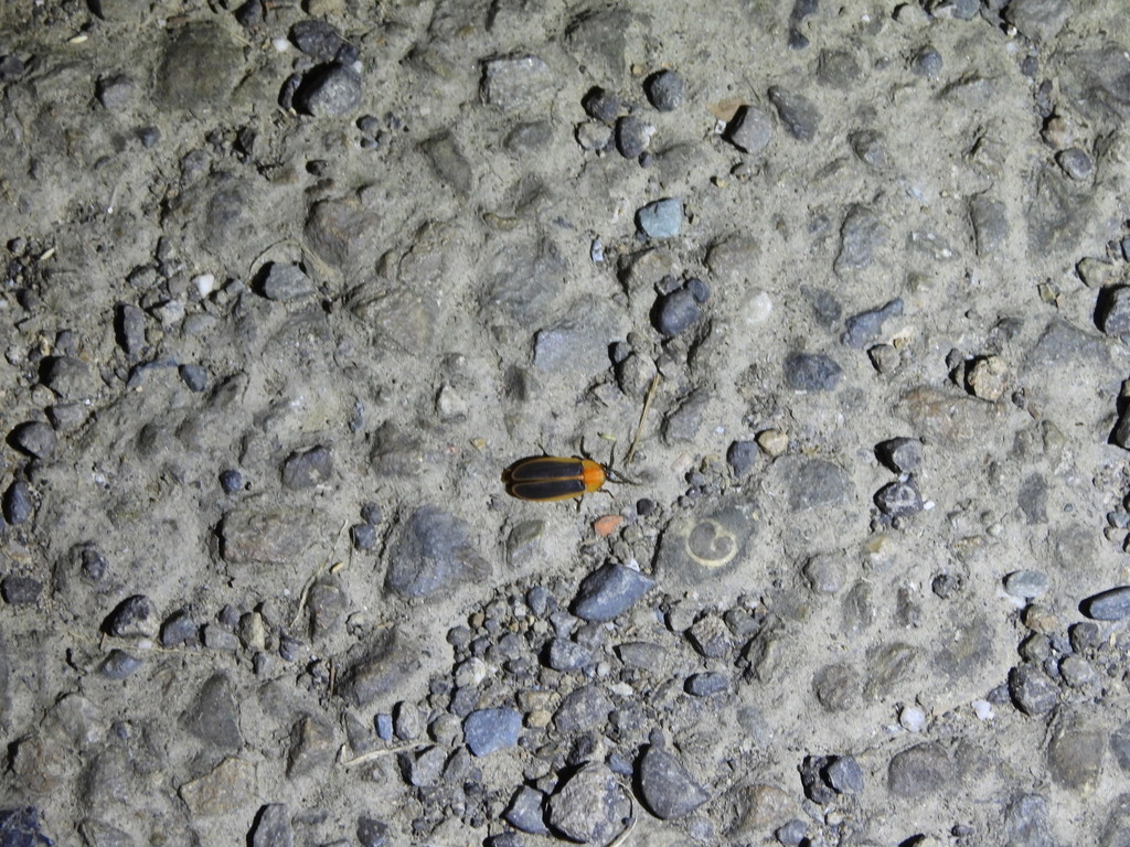 Rimmed Window Firefly