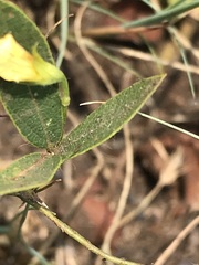 Rhynchosia totta totta