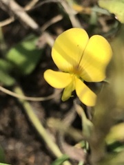 Rhynchosia totta totta