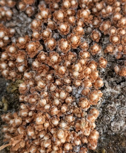 Saxifraga erioblasta