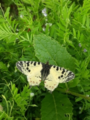 Zerynthia deyrollei