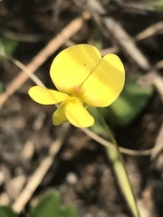 Rhynchosia totta totta