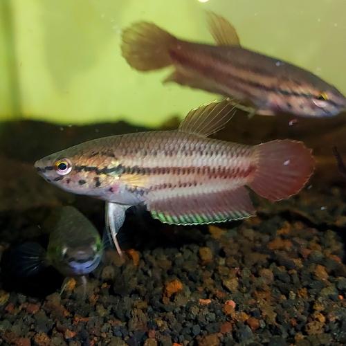 Javan fighting fish (Betta picta) — Osphronemidae — 5