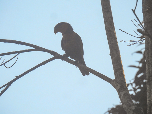 Lorius lory observed 2026-08-08