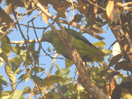 Geoffroyus simplex observed 2026-08-08