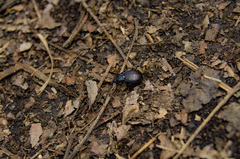 Sphaeroderus stenostomus