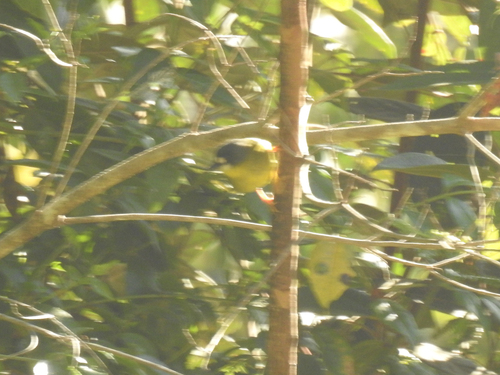 Tregellasia leucops observed 2026-08-08